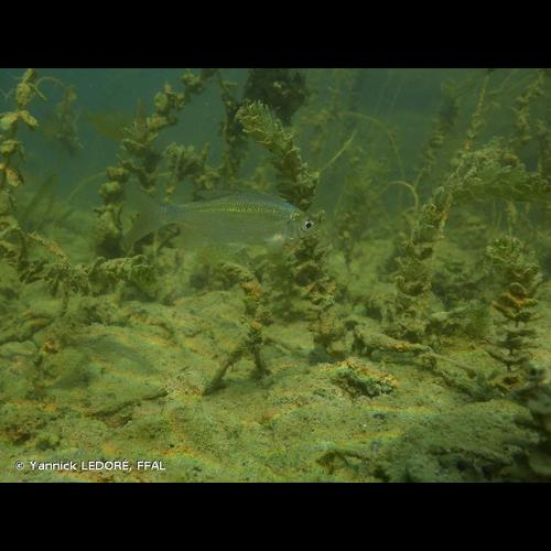 <i>Blicca bjoerkna</i> (Linnaeus, 1758) &copy; Yannick LEDORÉ, FFAL