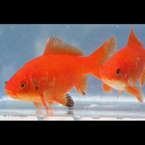 <i>Carassius auratus</i> (Linnaeus, 1758) &copy; T. Desvignes