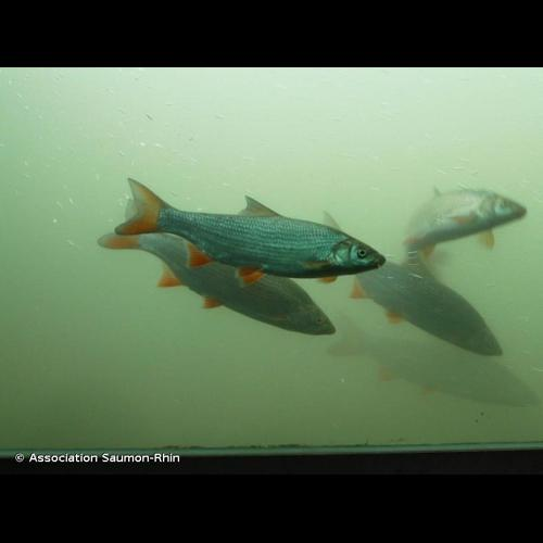 <i>Chondrostoma nasus</i> (Linnaeus, 1758) &copy; Association Saumon-Rhin