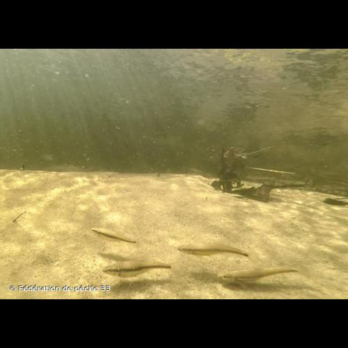 <i>Phoxinus phoxinus</i> (Linnaeus, 1758) &copy; Fédération de pêche 33