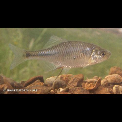 <i>Rhodeus amarus</i> (Bloch, 1782) &copy; FRANTZ STORCK / OFB