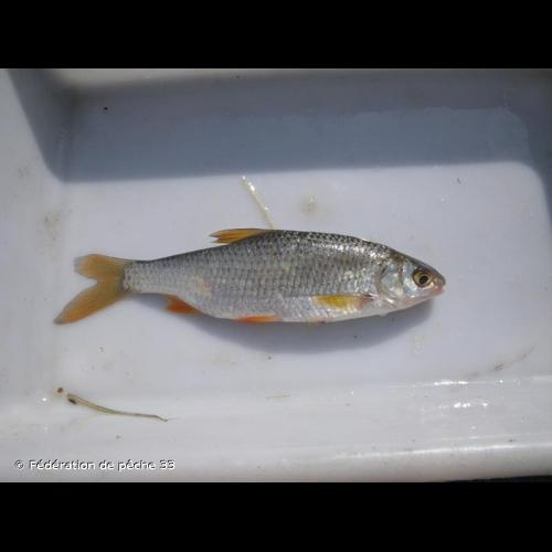 <i>Rutilus rutilus</i> (Linnaeus, 1758) &copy; Fédération de pêche 33