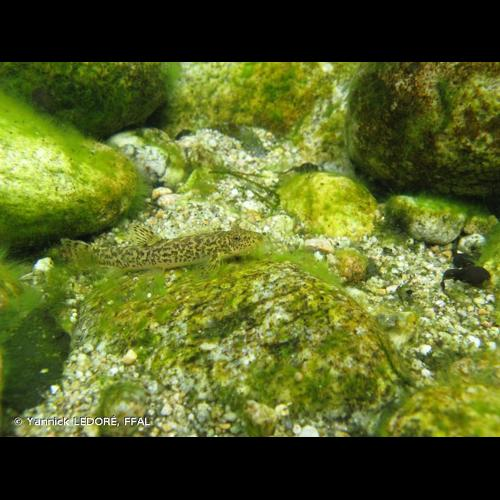 <i>Barbatula barbatula</i> (Linnaeus, 1758) &copy; Yannick LEDORÉ, FFAL