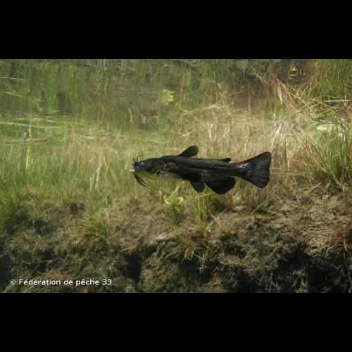 <i>Ameiurus melas</i> (Rafinesque, 1820) &copy; Fédération de pêche 33