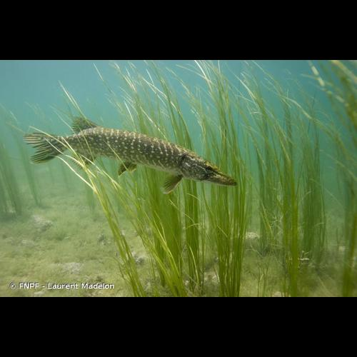 <i>Esox lucius</i> Linnaeus, 1758 &copy; FNPF - Laurent Madelon