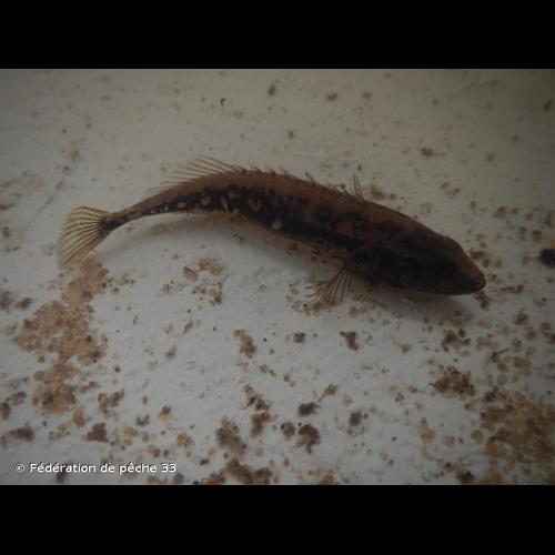 <i>Pungitius pungitius</i> (Linnaeus, 1758) &copy; Fédération de pêche 33