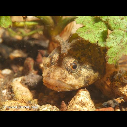 <i>Cottus gobio</i> Linnaeus, 1758 &copy; Yannick LEDORÉ, FFAL