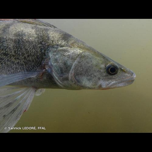 <i>Sander lucioperca</i> (Linnaeus, 1758) &copy; Yannick LEDORÉ, FFAL