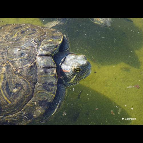 <i>Trachemys scripta</i> (Schoepff, 1792) &copy; P. Gourdain