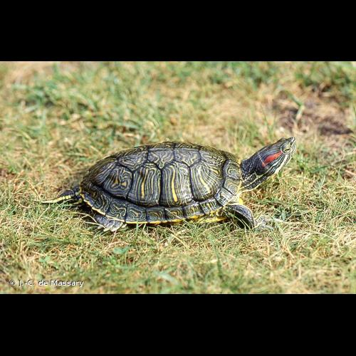 <i>Trachemys scripta elegans</i> (Wied, 1839) &copy; J.-C. de Massary