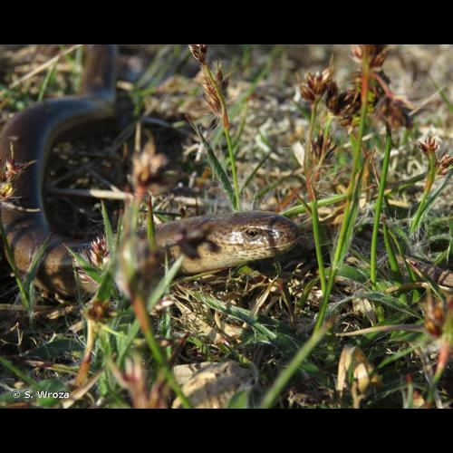 <i>Anguis fragilis</i> Linnaeus, 1758 &copy; S. Wroza