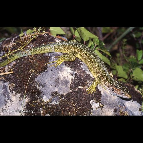 <i>Lacerta bilineata</i> Daudin, 1802 &copy; J.-C. de Massary