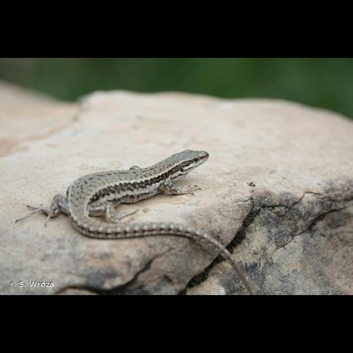 <i>Podarcis muralis</i> (Laurenti, 1768) &copy; S. Wroza