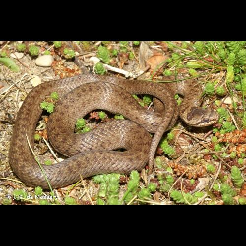 <i>Coronella austriaca austriaca</i> Laurenti, 1768 &copy; J.-C. de Massary