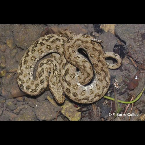 <i>Natrix maura</i> (Linnaeus, 1758) &copy; F. Serre Collet