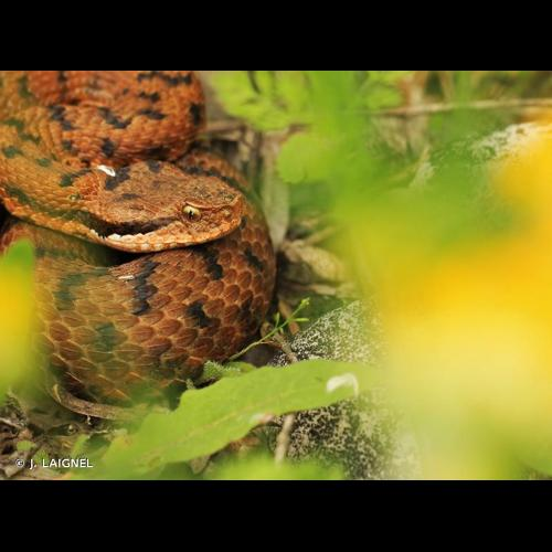 <i>Vipera aspis</i> (Linnaeus, 1758) &copy; J. LAIGNEL