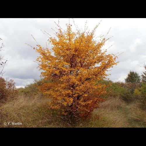 <i>Acer campestre</i> L., 1753 &copy; 