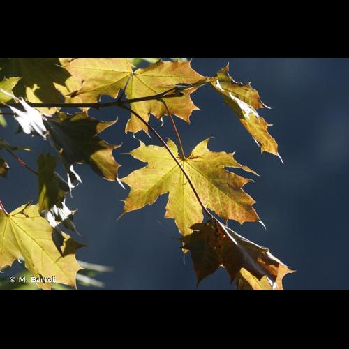 <i>Acer platanoides</i> L., 1753 &copy; M. Bartoli
