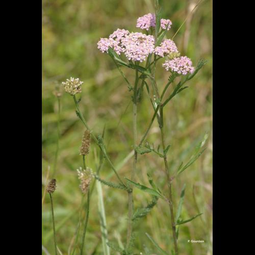 <i>Achillea millefolium</i> L., 1753 &copy; P. Gourdain