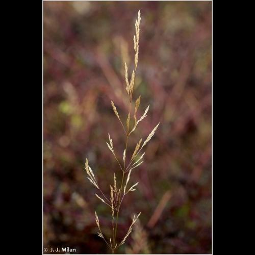 <i>Agrostis capillaris</i> L., 1753 &copy; 