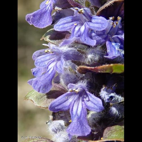 <i>Ajuga reptans</i> L., 1753 &copy; H. TINGUY