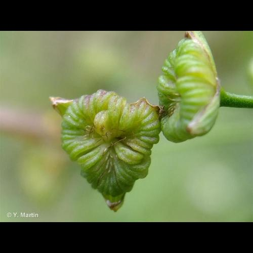 <i>Alisma plantago-aquatica</i> L., 1753 &copy; 