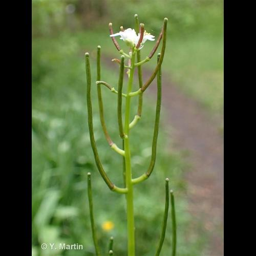 <i>Alliaria petiolata</i> (M.Bieb.) Cavara & Grande, 1913 &copy; 
