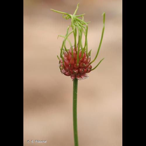 <i>Allium vineale</i> L., 1753 &copy; S. Filoche