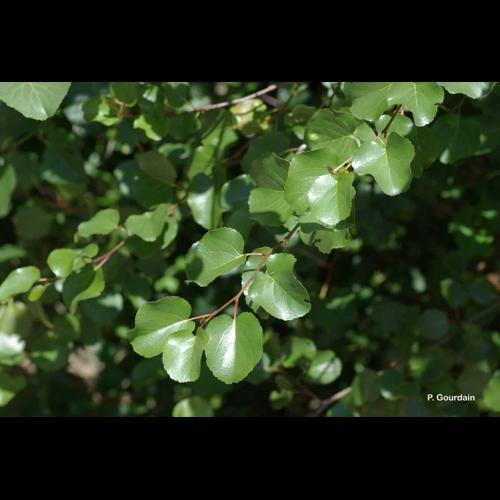 <i>Alnus cordata</i> (Loisel.) Duby, 1828 &copy; P. Gourdain