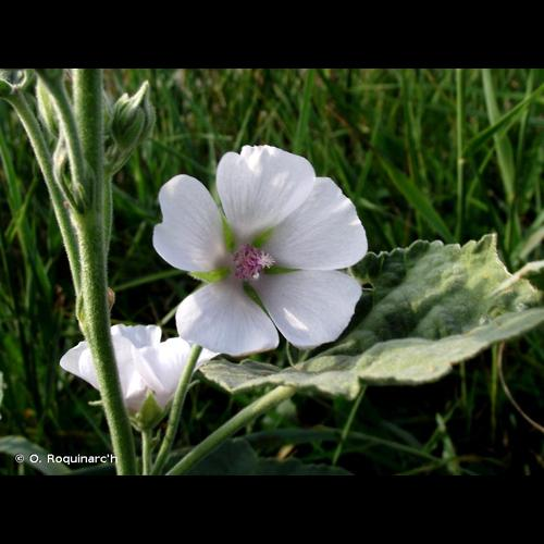 <i>Althaea officinalis</i> L., 1753 &copy; O. Roquinarc'h