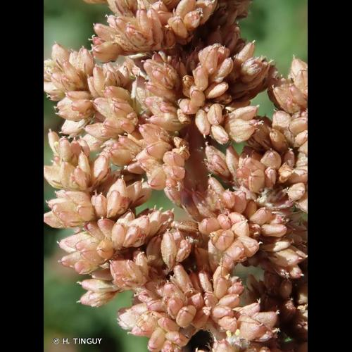 <i>Amaranthus deflexus</i> L., 1771 &copy; H. TINGUY