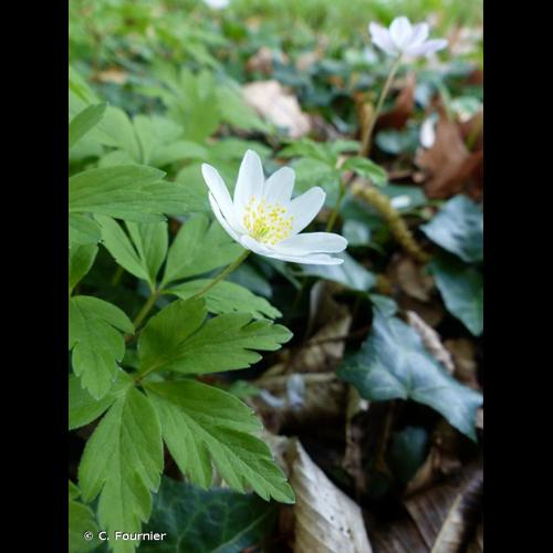 <i>Anemone nemorosa</i> L., 1753 &copy; C. Fournier