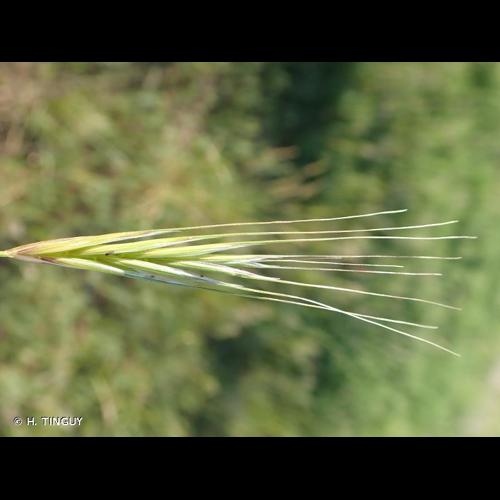 <i>Anisantha sterilis</i> (L.) Nevski, 1934 &copy; H. TINGUY