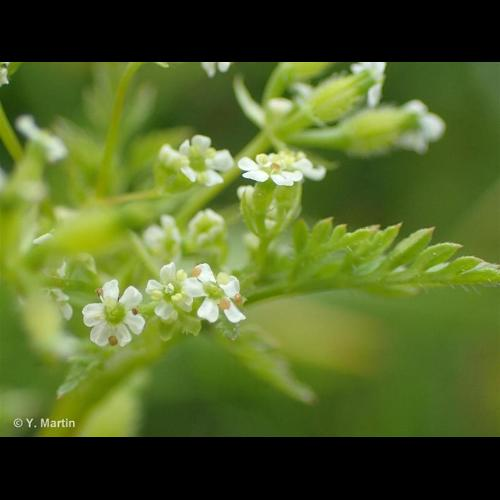 <i>Anthriscus caucalis</i> M.Bieb., 1808 &copy; 