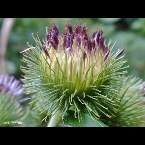 <i>Arctium lappa</i> L., 1753 &copy; 