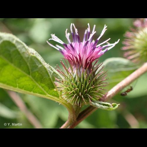<i>Arctium minus</i> (Hill) Bernh., 1800 &copy; 