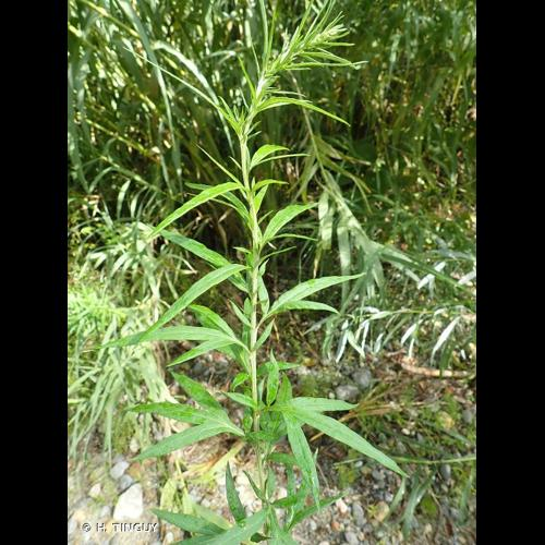 <i>Artemisia verlotiorum</i> Lamotte, 1877 &copy; H. TINGUY