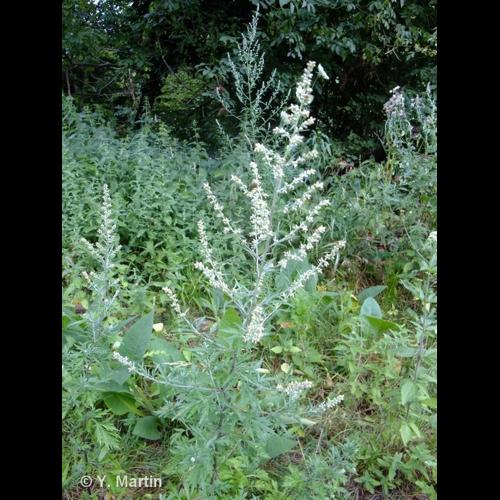 <i>Artemisia vulgaris</i> L., 1753 &copy; 