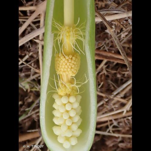 <i>Arum italicum</i> Mill., 1768 &copy; H. TINGUY