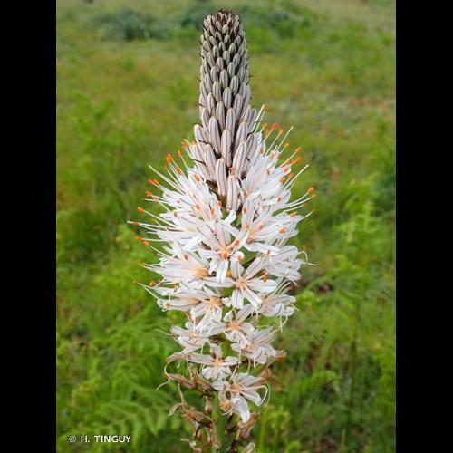 <i>Asphodelus albus</i> Mill., 1768 &copy; H. TINGUY