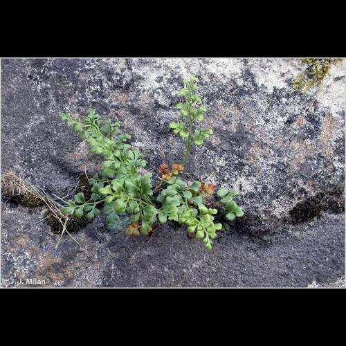 <i>Asplenium ruta-muraria</i> L., 1753 &copy; 