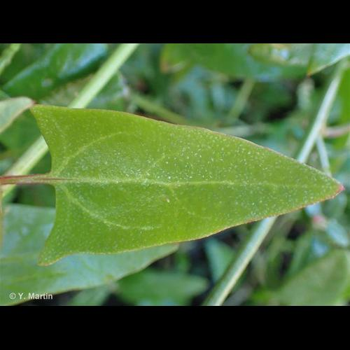 <i>Atriplex prostrata</i> Boucher ex DC., 1805 &copy; 