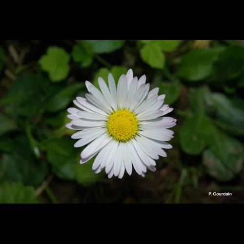 <i>Bellis perennis</i> L., 1753 &copy; P. Gourdain