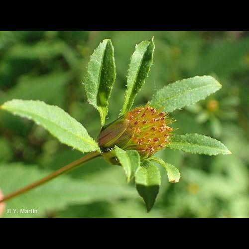 <i>Bidens frondosa</i> L., 1753 &copy; 