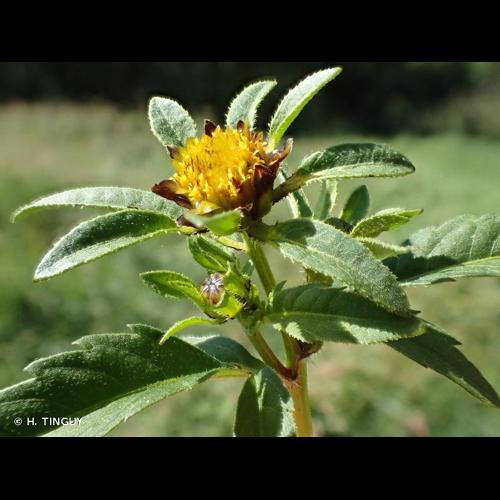 <i>Bidens tripartita</i> L., 1753 &copy; H. TINGUY