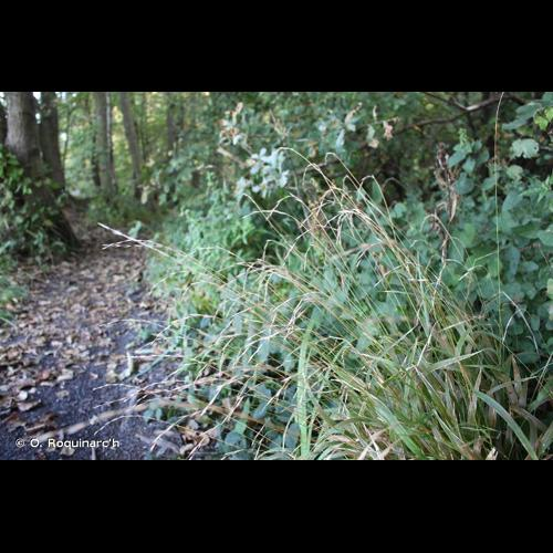 <i>Brachypodium sylvaticum</i> (Huds.) P.Beauv., 1812 &copy; O. Roquinarc'h