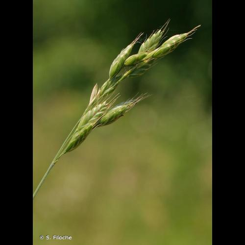 <i>Bromus commutatus</i> Schrad., 1806 &copy; S. Filoche