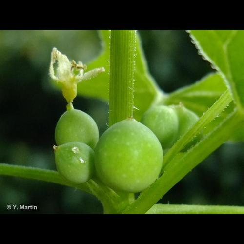 <i>Bryonia dioica</i> Jacq., 1774 &copy; 