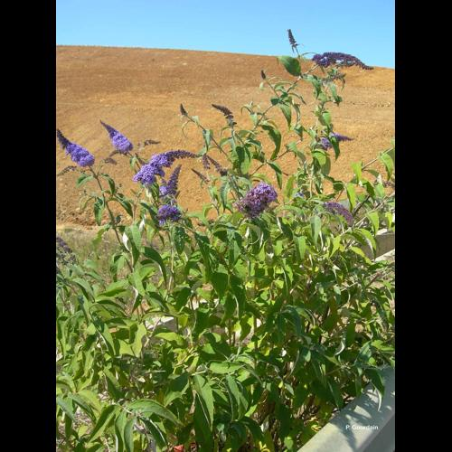 <i>Buddleja davidii</i> Franch., 1887 &copy; P. Gourdain