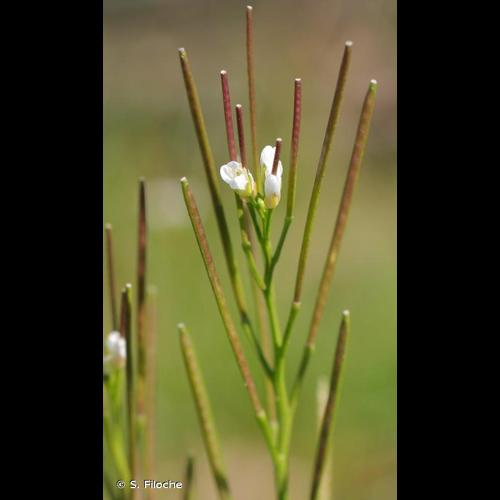 <i>Cardamine hirsuta</i> L., 1753 &copy; S. Filoche